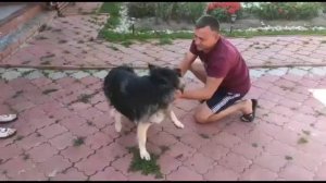трогательная встреча ВЕО овчарки с хозяевами после разлуки