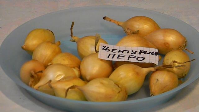 Полный обзор сортов севка который у меня в наличии. Смотрите, заказывайте, сажайте на здоровье! смотреть онлайн