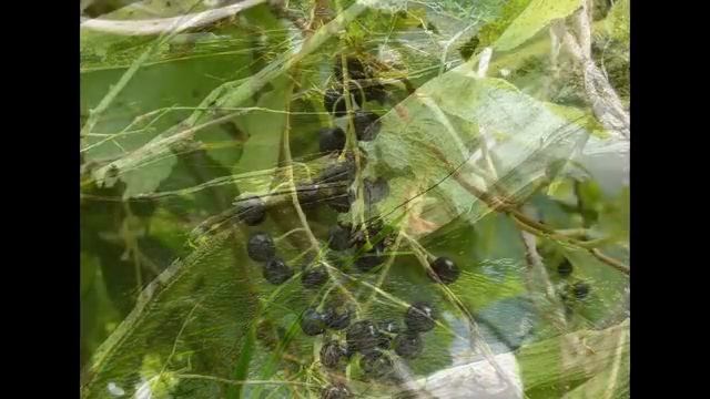 Терешка. Сплав-2010. Часть1 смотреть онлайн