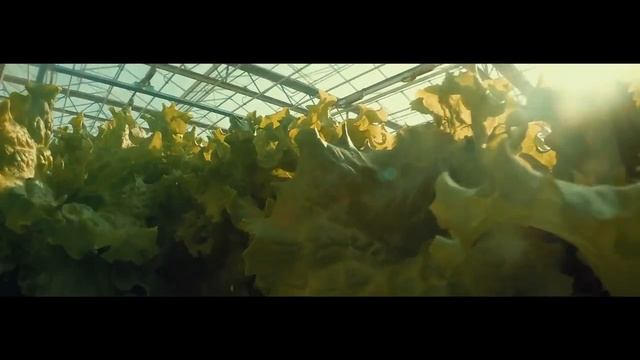 Time Lapse этапы роста салата смотреть онлайн