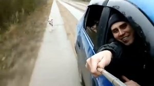 Далматинец на охоте