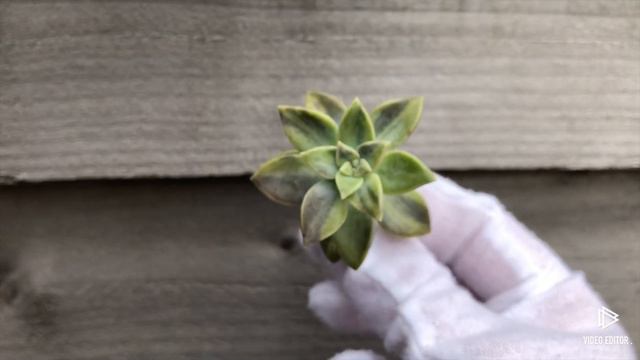 Graptopetalum Bernalense Variegated смотреть онлайн