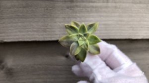 Graptopetalum Bernalense Variegated