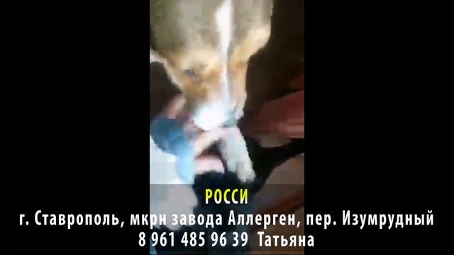 Пропала собака! Росси. г. Ставрополь, микрорайон завода Аллерген, переулок Изумрудный