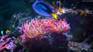 Oceanic Dreams 4K (ULTRA HD) ? Beautiful Coral Reef Fish - Serene Sleep Meditation Music