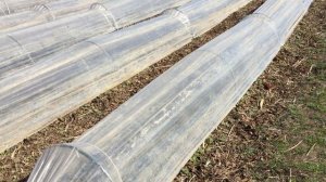 Закрываем туннель???(Дуги Для Клубники)