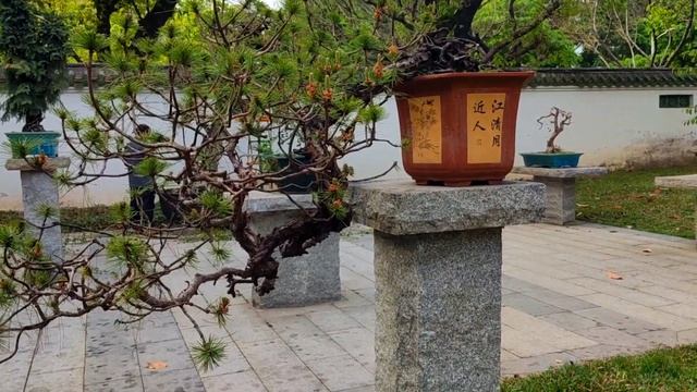 Сосна бонсай в стиле Кенгай (Kengai) или стиль "Каскад". Bonsai Pine in  Kengai Style