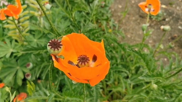 Шантобе смотреть онлайн