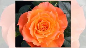 Mandarin Rose Kordes