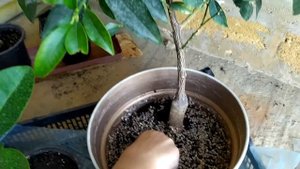 (158) ДЕГУСТАЦИЯ ОБЗОР плодов цитрусовых КУМКВАТА КИНКАНА