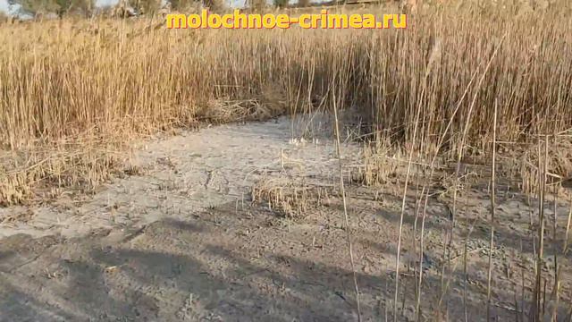 Крым.Охотники построили себе конуру для удобного отстрела птицы Село Молочное Сакский район смотреть онлайн