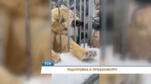 Белые медведи из Пермского зоопарка готовятся к профосмотру