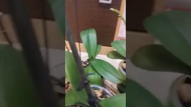 Результаты подкормки орхидей аммиаком смотреть онлайн