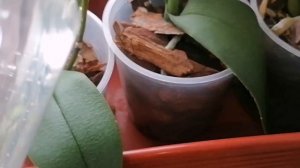 орхидея без корней как спасти и нарастить корни за 3 дня