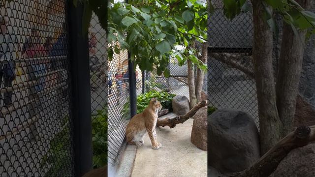 Она невозмутима и знает, что прекрасна/Рысь Moscow zoo