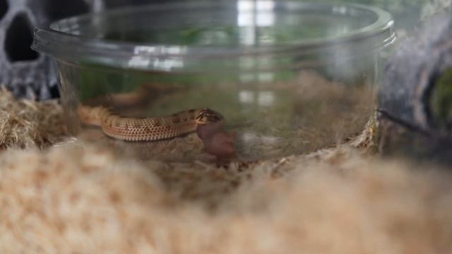 Feeding My Western Hognose Snake I 1 смотреть онлайн