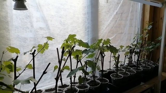 закаливание саженцев винограда- Внимание! Заморозок! смотреть онлайн