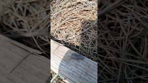 Вредитель голубики Златка чёрная