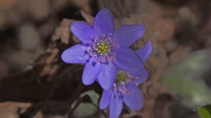 Sinivuokko | Lehtosinivuokko | Hepatica nobilis HDR HLG