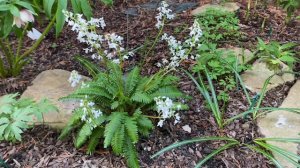 Птеридофиллум (Pteridophyllum racemosum). Редкий карлик из Японии