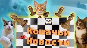 Кошачьи новости - шок дизайн! "Смешные коты"