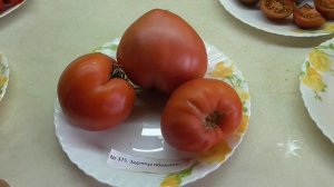 Томат Задница обезьяны (Monkey Ass, Италия). Как выглядит рассада и спелые плоды.