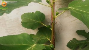 Инжир Strawberry verte (Клубничный), фига август 2023