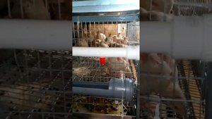 Содержание перепелок в ярусных клетках. Первое видео.