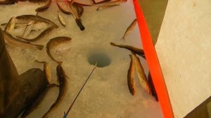 Махалка на зубаря и навагу Удочка   на корюшку , сайт Русский Рыбак. т 89621222022  .