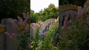 Спирея Билларда-неприхотливый красивый кустарник!