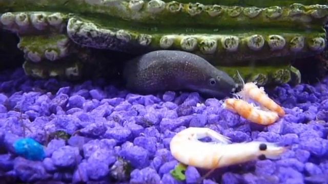 ever see a moray eel (gymnothorax tile) eat? смотреть онлайн