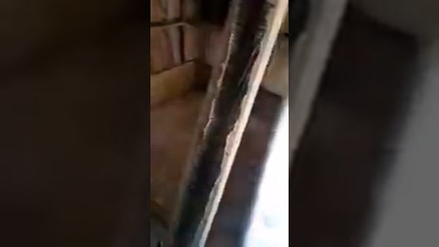 выделка змеиной кожи