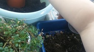 Кампанула, оголились стебли. Пересаживаю, исправляю.