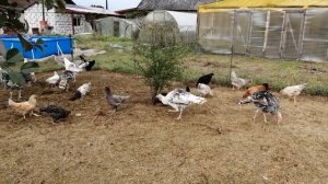 ВКУСНОЕ,ПОЛЕЗНОЕ И ДОРОГОЕ МЯСО!ВЫРАЩИВАЕМ ПТИЦУ ДЛЯ СЕБЯ И НА ПРОДАЖУ!САМОЕ ДОРОГОЕ МЯСО ПТИЦЫ!