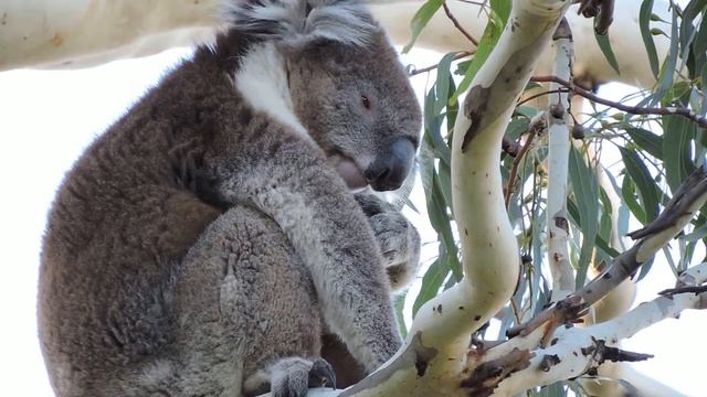 Nikon Coolpix P600 Test - Koala смотреть онлайн