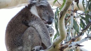 Nikon Coolpix P600 Test - Koala