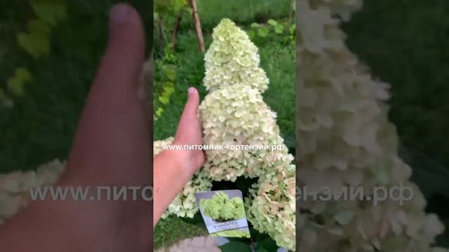 Гортензия метельчатая PAN- Seria “Pandora” НОВИНКА!!!