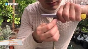 Цитрусларни пайванд қилиш. Искана пайванд усули. Прививка(расщеп) цитрусовых