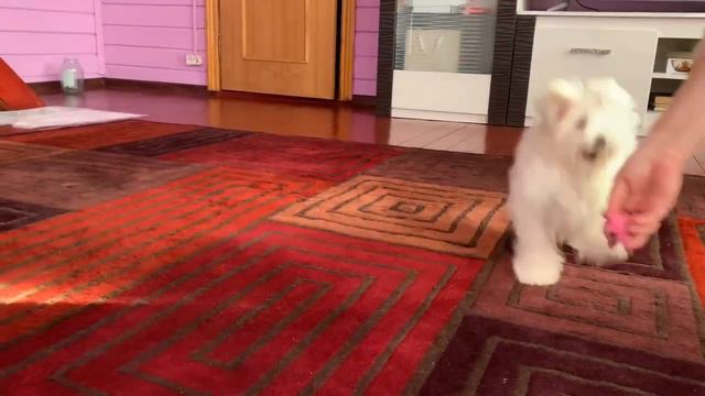 мальтийская болонка смотреть онлайн