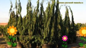 Кипарисовик нутканский Мун Шот. Краткий обзор, описание chamaecyparis nootkatensis Moonshot