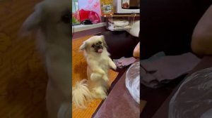 а говорят что пикинессы не поддаются дрессировке