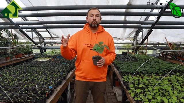 Прищипывание ОВОЩЕЙ для увеличения урожая. Какую рассаду нужно прищипнуть?