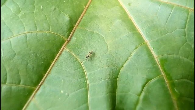 КОРОЧЕ ГОВОРЯ КАК РАСТЁТ ПАЛЬМА В ТЕЧЕНИЕ ВСЕГО ЛЕТА? смотреть онлайн