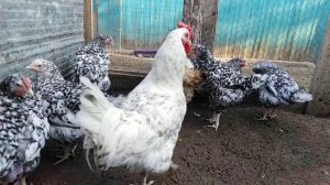 Моим курочкам 3,5 месяца.