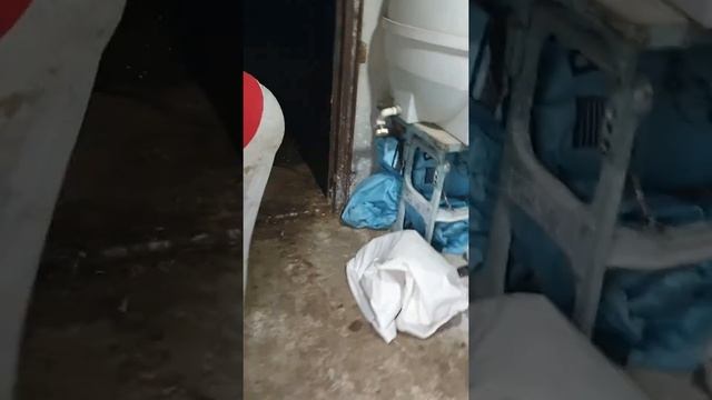откорм баранов комбикормом часть 1