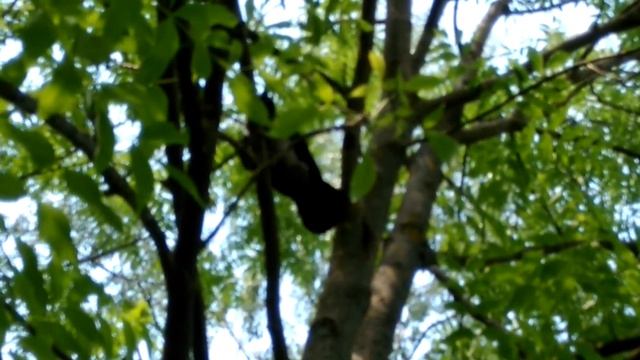 БЕШЕНАЯ ворона бросается ветками и ПОСЫЛАЕТ смотреть онлайн