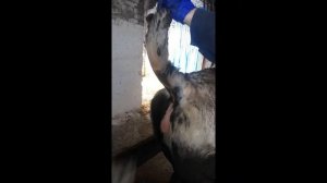 Взятие крови из хвостовой вены крупного рогатого скота