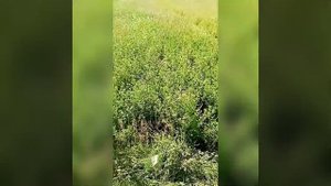 Косим сено мотоблоком.