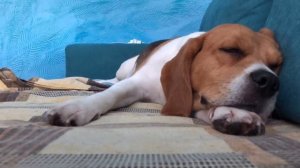 Собачий вальс