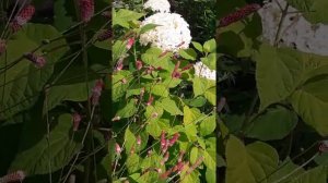 Кровохлёбка в цветнике